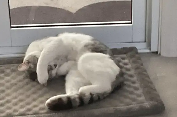Lost Cat: Black & White, Mole on Mouth