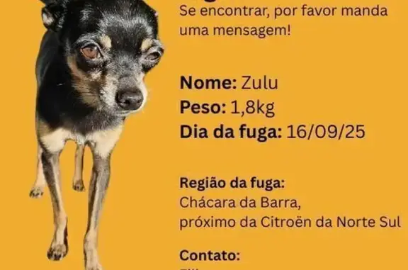 cachorro desaparecida