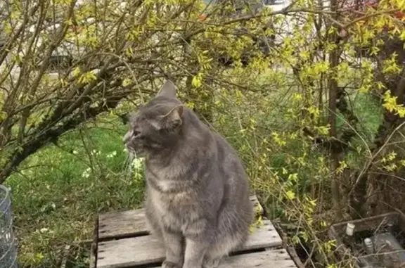 Chatte grise perdue à Annecy-le-Vieux - photo
