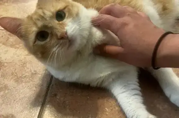 Missing cat New York, photo: Lost Orange Cat: Green Eyes in Mt. Kisco
