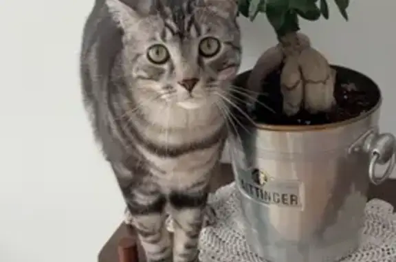 Chat perdue: Upsy, gris/blanc, Machilly - photo