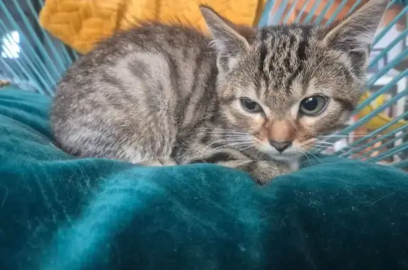 Animaux trouvés , photo: Chaton gris trouvé dans un fourgon à Quimperlé