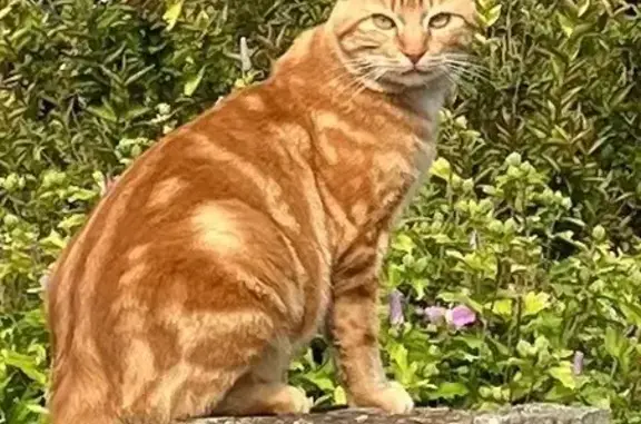 Chat roux perdu à Saint-Benoît-des-Ondes - photo