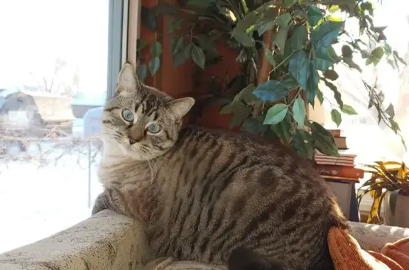 Lost Cat: Greyish Tan, Blue Eyes, Clara City