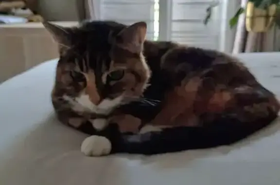 Chatte écaille disparue à Angers - photo