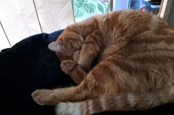 Chat roux perdu, calme à Carquefou - photo