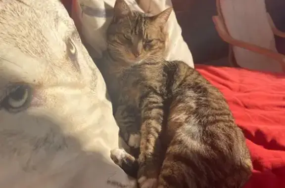 Chat perdu rayé gris/crème à Pont l'Abbé - photo