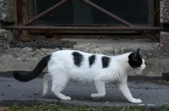 Chat mâle blanc tacheté perdu à Rosières - photo
