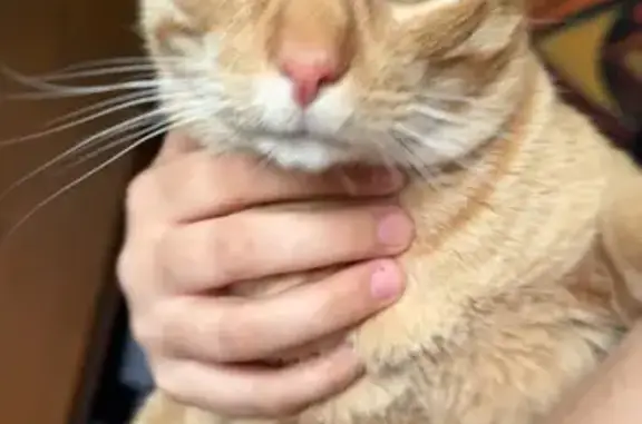 Lost Orange Cat: Cloudy Eyes & Brown Spots