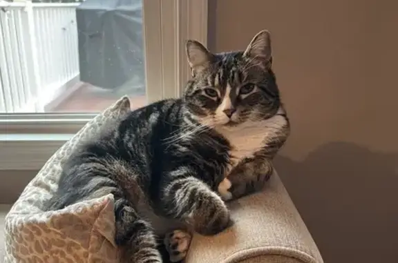 Missing cat , photo: Lost Gray & White Cat: Tamarack Drive
