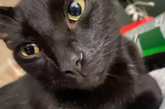 Lost Cat: White Chest Hairs, A...