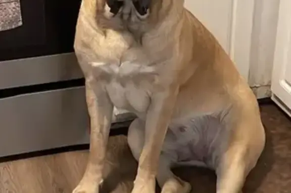 Lost Apricot Mastiff on Carnegie Drive