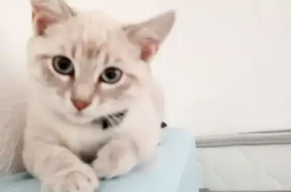 Chaton perdu: Ziggy, blanc/gris, yeux bleus - photo