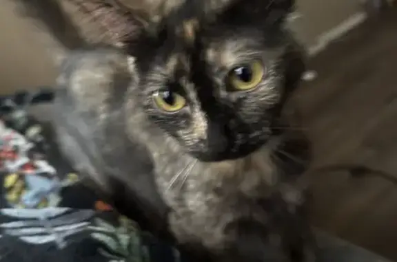 Missing cat California City, photo: Lost Tortoise Shell Cat in Lawndale, CA