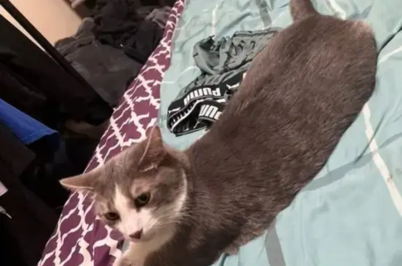 Lost Grey Cat on South Broad St, Trenton