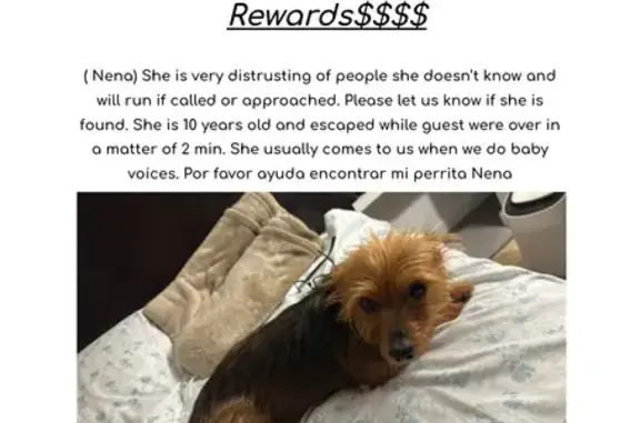 Missing dog , photo: Lost Tan & Black Dog in Harrison, NJ