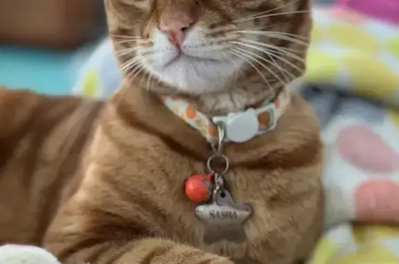 Lost Skittish Orange Tabby in...