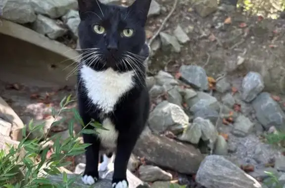 Friendly Black & White Cat Fou...