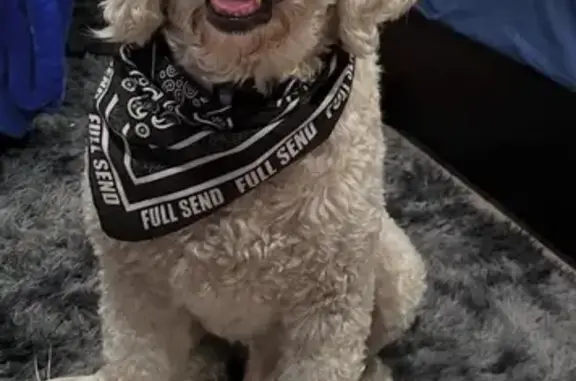 Help Find Apollo: Stolen Goldendoodle