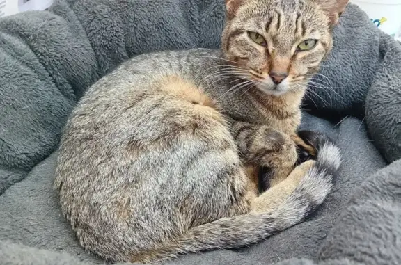 Animaux perdus , photo: Chatte tigrée perdue à Quiestède