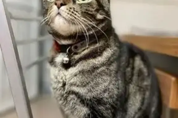¡Ayuda! Gato atigrado perdido en Tomares