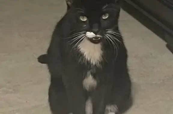 Found Cat Luna: Help Find Her...