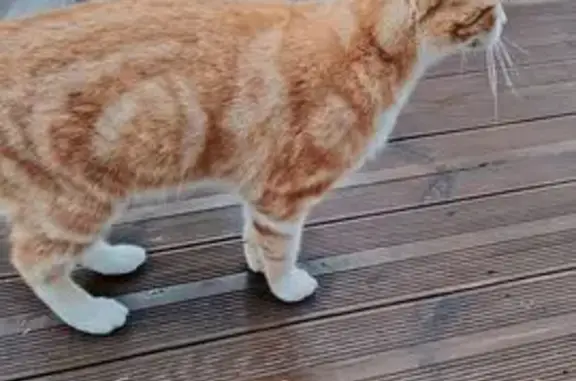 Animaux trouvés Trélissac, photo: Chat roux et blanc sociable à Trélissac