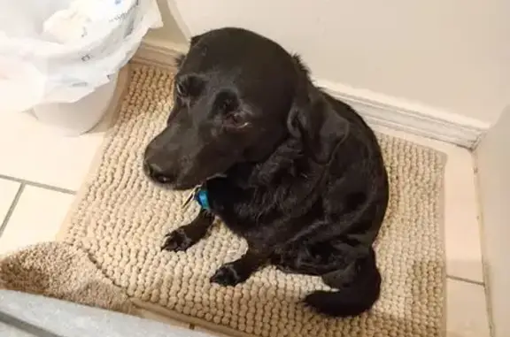 Lost Sweet Dog: Black, Blue Collar, Fayetteville