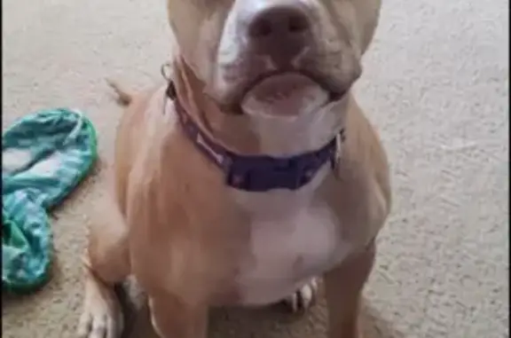 Lost Dog Alert: Harrisonburg, VA