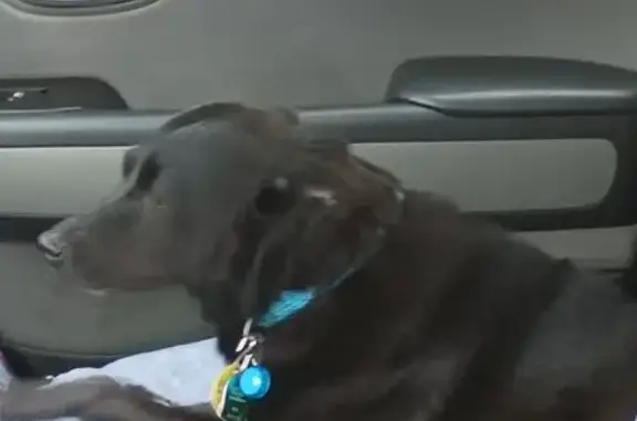 Lost Dog: Black with Blue Collar, Fayetteville