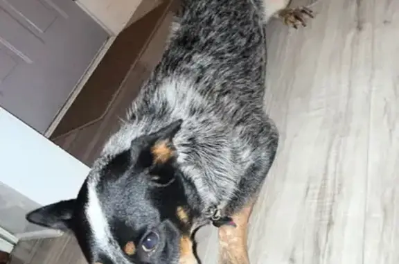 Lost Dog: Blue-Gray Mix, Stone Lea GA