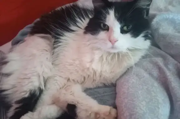 Animaux trouvés , photo: Chat noir et blanc trouvé à Pernes