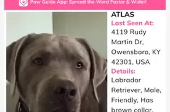 Lost Silver Lab on Todd Bridge Rd