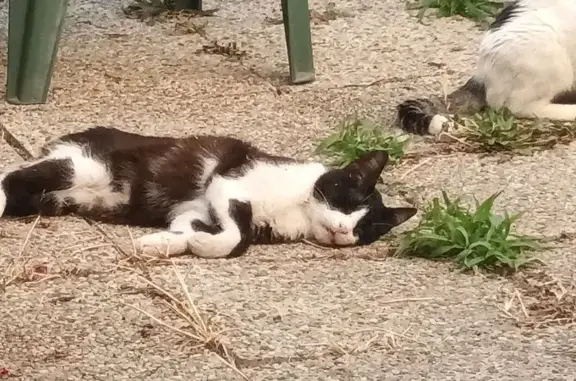 Chat perdu : Loulou, 10 ans, rue Laffon - photo
