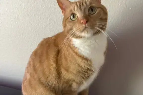 Lost Brown Cat: Florence, KY -...