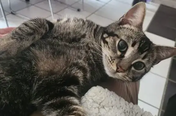 Chat tigré gris perdu à Saint-Jean-de-Blaignac - photo