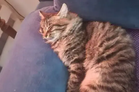 Chat mâle tigré perdu à Saint-Jean-de-Blaignac - photo