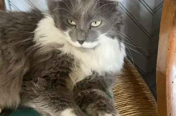 Chat perdu, Nouvelle-Aquitaine, photo: Chat perdu à Trizay, Nouvelle-Aquitaine