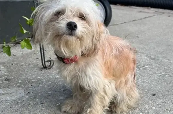 Found dog , photo: Found Dog in Aurora: Tan with Pink Collar