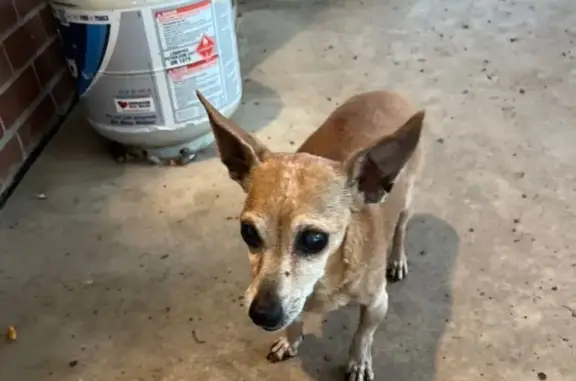 Found dog Colorado City, photo: Sweet Senior Dog Found in Lakewood, CO