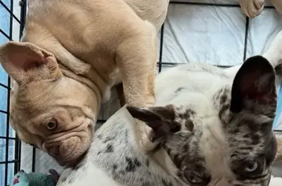 Lost and found pets Worth, photo: Lost Dog: Nacho, Leather-like Belly