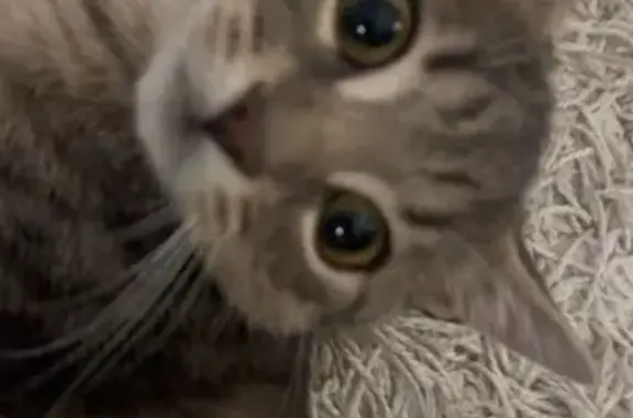 Lost Tiny Cat Tito: White & Gr...