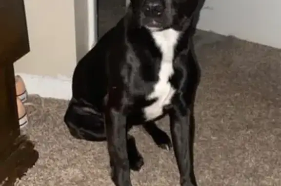 Lost Black Lab Mix on Hemlock St.