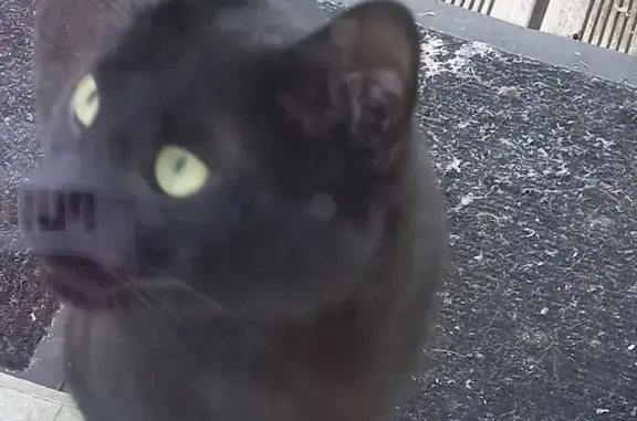 Chat trouvé Poitiers, photo: Deux chats noirs errants rue de Tiffauges