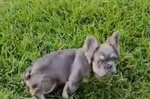 Lost: Tiny Blue Frenchie Needs Meds