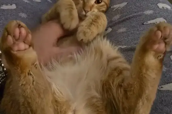 Found: Sweet Orange Tabby Kitt...