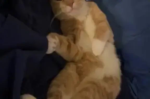 Missing: Orange Cat from Uni V...