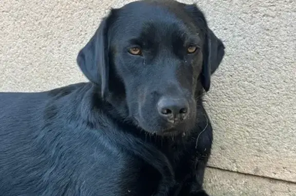 Labrador noir perdu à Saint-Denis-de-Pile - photo