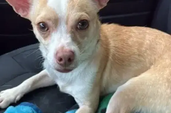 Lost Tan & White Chihuahua on Hetzner Dr