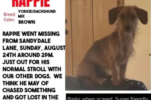 Help Bring Rappie Home: Lost Dog in Texas
